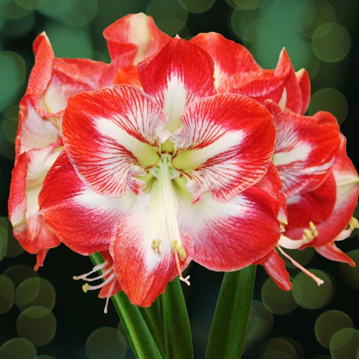 Beautiful Christmas Flowers - Image 6