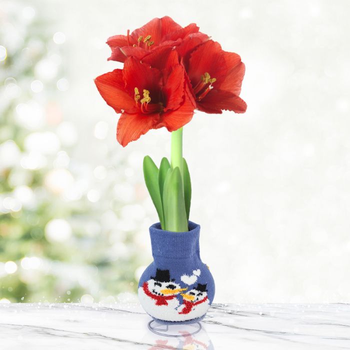Beautiful Christmas Flowers - Image 8
